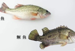 孕期吃什么比较好（鲈鱼，鲫鱼，桂花鱼，哪个更适合孕妇吃，可以每天都吃吗）