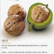 孕期每天吃多少核桃（孕妇每天吃多少个核桃合适）