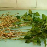 孕期可以吃鱼腥草吗（孕期可以吃鱼腥草吗?）