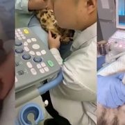 猫咪怀孕拍b超还是x光,b超检查孕期多少天误差一般多少天