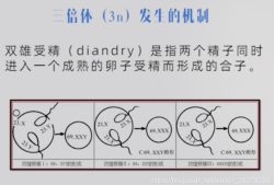 69三倍体胎儿（69三倍体胎儿XXY）