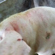 产仔母猪体温多少正常,胎儿产瘤是啥原因