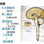 导液管是什么东西,胎儿脑导水管形成时间