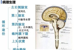 导液管是什么东西,胎儿脑导水管形成时间