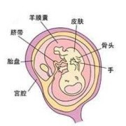 孕期胎盘位置会变吗（孕期胎盘位置会改变吗）