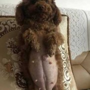 泰迪狗孕期多久（泰迪狗孕期多久?）