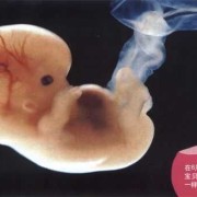 孕6周的胎儿多大才是正常,多大算胎儿过大