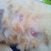 母猫最多怀多久,猫怀孕期多久生