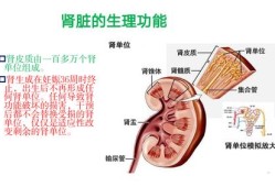 胎儿肾功能（胎儿肾功能）