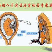 初中生物学脐带和胎盘的区别,胎儿脐带图片高清图