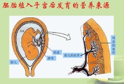 初中生物学脐带和胎盘的区别,胎儿脐带图片高清图