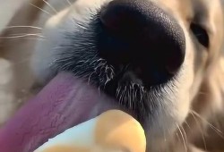 孕期可以吃冰的吗（狗狗可以吃冰块吗）