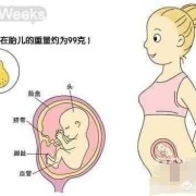 胎儿性别（胎儿性别最早什么时候可以看出来）