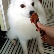 狗狗怀孕六十天还没生,今天吃了两个鸡腿桃子没红肿,狗孕期吃什么好