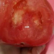 孕妇吃西红柿胎儿白吗（从冰箱拿出的西红柿为什么会变白）