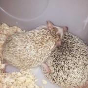 刺猬的孕期（刺猬的孕期有多长）