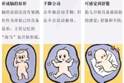 15周胎儿在哪个位置（15周胎儿在哪个位置图片）