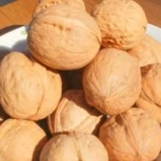 孕期可以吃核桃吗（怀孕后可以吃奶油味核桃这些吗）