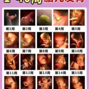 胎儿11周有多大（孕十一周肚子多大？怀孕多少周会显肚）
