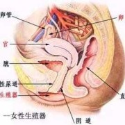 孕晚期同房阴道疼痛是怎么回事,孕期同房痛啥原因