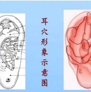 胎儿耳廓发育时间（胎儿耳廓发育时间多长）