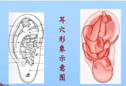 胎儿耳廓发育时间（胎儿耳廓发育时间多长）