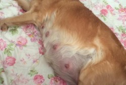 狗狗下奶啦多久下狗,胎儿软骨症孕期有什么症状