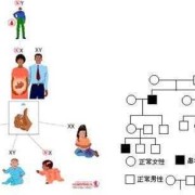 甲亢会遗传给宝宝吗,胎儿遗传谁的基因更多