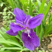孕期梦见花（代表梦境的紫色花）