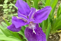 孕期梦见花（代表梦境的紫色花）