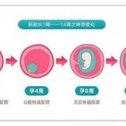 胎儿先发育什么器官（胎儿先发育什么器官）