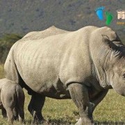 哺乳动物里怀孕期最长和最短的动物分别是什么,哺乳动物孕期最长的动物