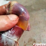 胎儿心包积液生下来了（胎儿心包积液生下来了怎么样）