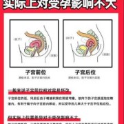 子宫前位是什么意思,胎儿子宫前位和后位的区别