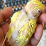 易孕期的特征（虎皮鹦鹉怀孕特征）