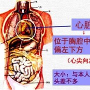 胎儿心脏位于左侧胸腔（心脏在左边还是右边）
