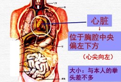 胎儿心脏位于左侧胸腔（心脏在左边还是右边）