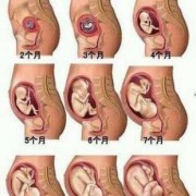 三个月宝宝在妈妈肚子里干什么,胎儿在妈妈肚子里大小便去哪里了