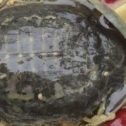 孕期吃甲鱼（孕期吃甲鱼有影响吗）