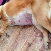 狗狗孕期表（狗狗孕期表现）