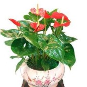 幸福树、龙血树、红掌花、碧玉这些花适合孕妇养吗,宝宝树怀孕