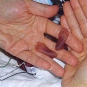 孕21周胎儿能有多大,二十一周的胎儿有多大几斤