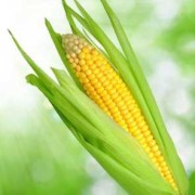 孕期梦见玉米（孕期梦见玉米棒子生男生女）