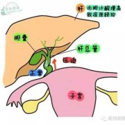 孕期胆囊部位疼痛怎么办,孕期胆於的症状
