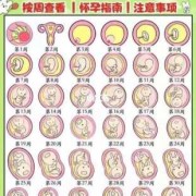 胎儿发芽（胎儿发芽要几周）