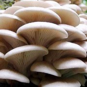 菌菇能吃吗,孕期吃菌菇好吗