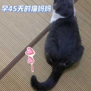 胎儿瘦的原因（猫咪怀孕瘦了正常吗）
