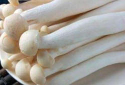 孕期可以吃哪些海鲜（孕妇可以吃海鲜菇吗）