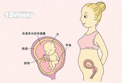 十三周胎儿发育图（十三周胎儿发育图性别）