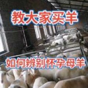 羊的孕期（羊的孕期一般是多少天）